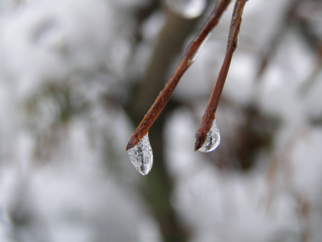 frozen drops