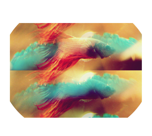 Ksz.