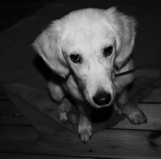 snoopi doggg