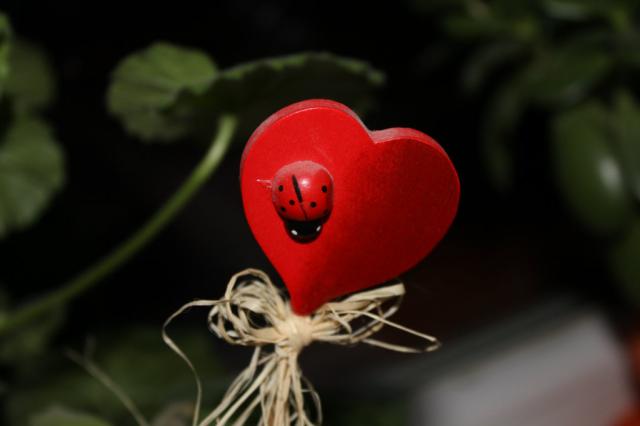 Macro foto #2