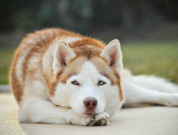 Husky syberyjski