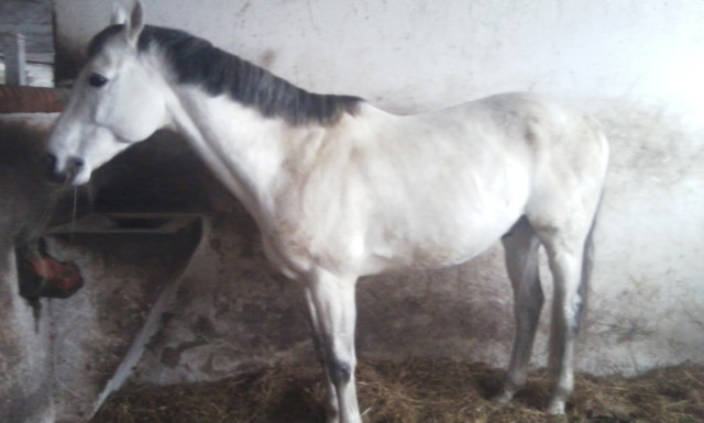 Ogierros ;D