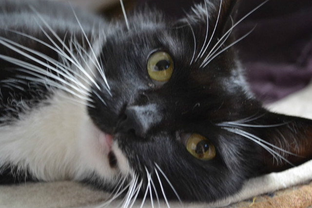 Max