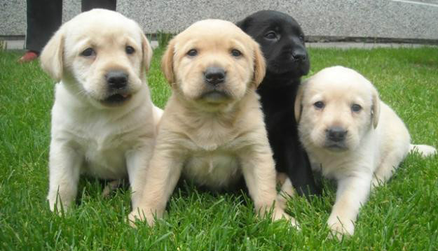 Labrador 