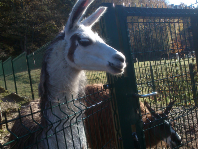 yyy.. lama 