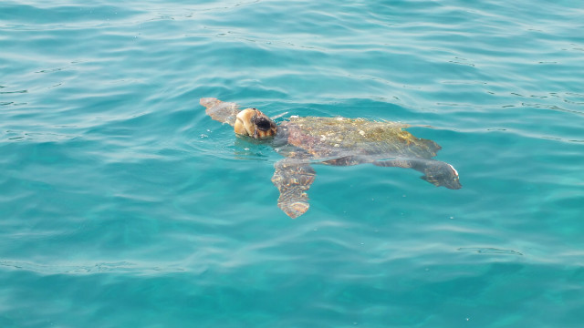 Caretta caretta .;)