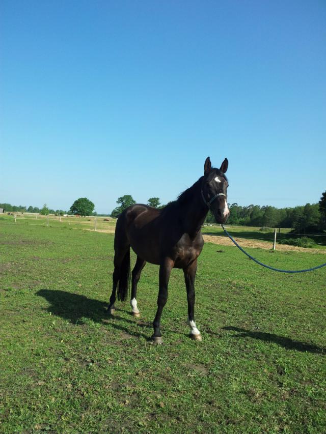 Lato