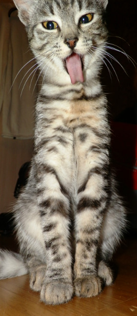 Wpis beslimandslender