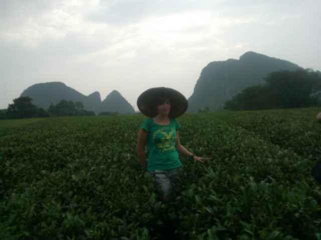 plantacja herbaty ;]