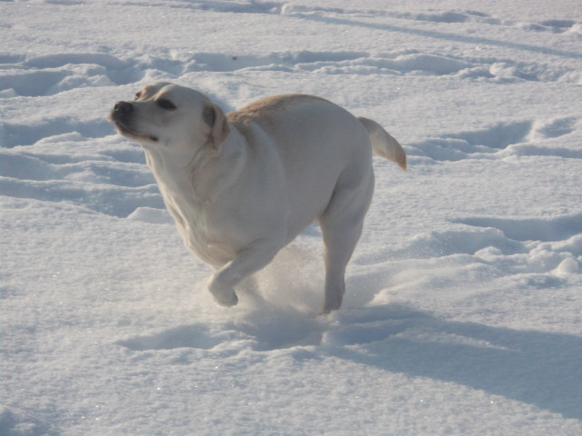 Wpis labradorki