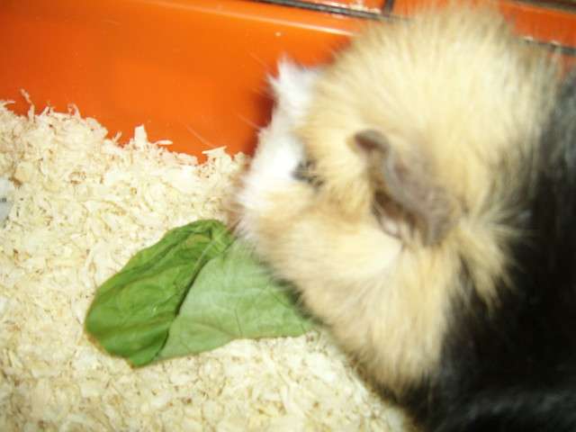 Moja BAsia :**