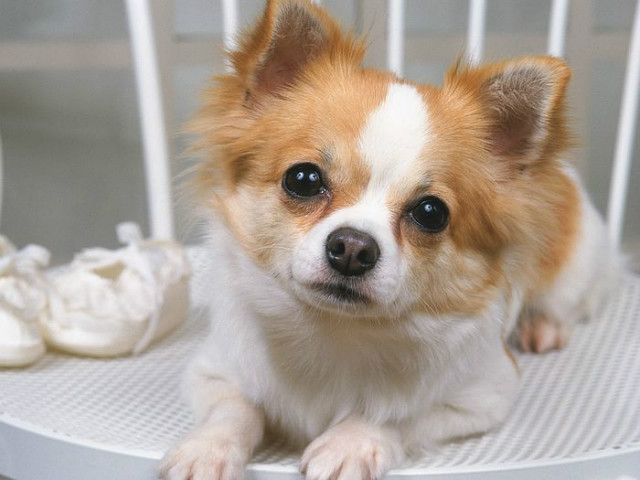 Chihuahua