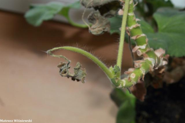 "Macro Kwiat Paproci"