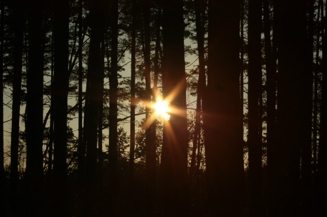Forest (run?)
