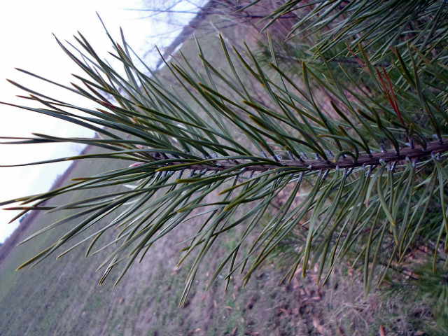 Wpis winterlife