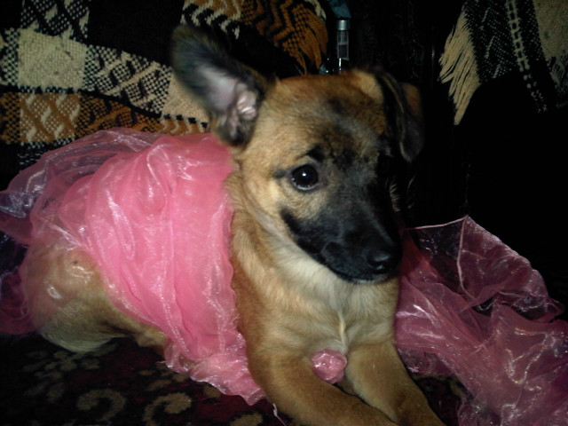 mj piesek;**