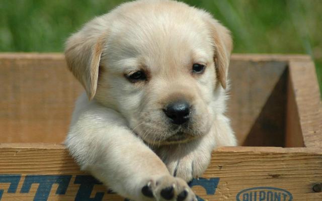 marley
