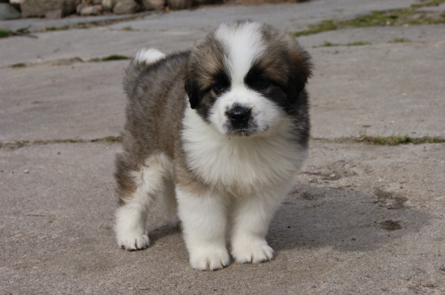 bruno!