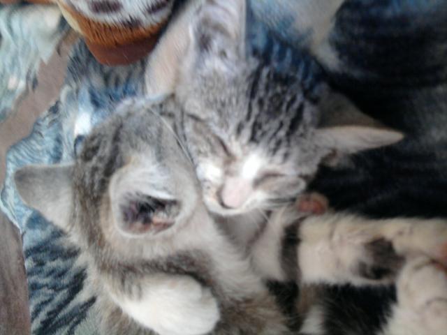 the best friend :P