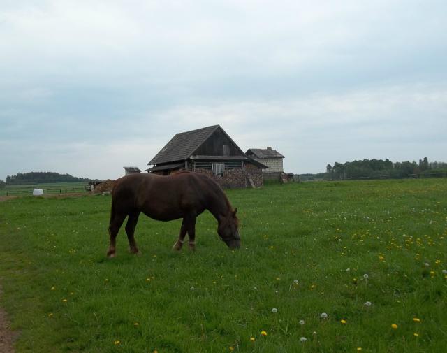 horse.