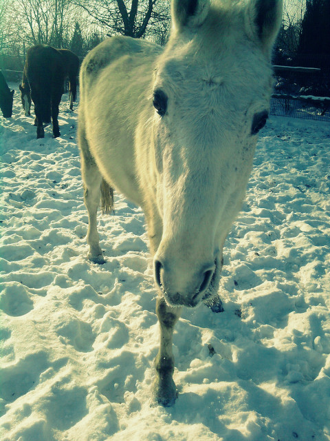 Wpis loffhorses