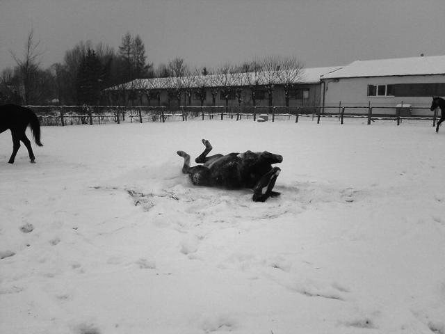 Wpis loffhorses