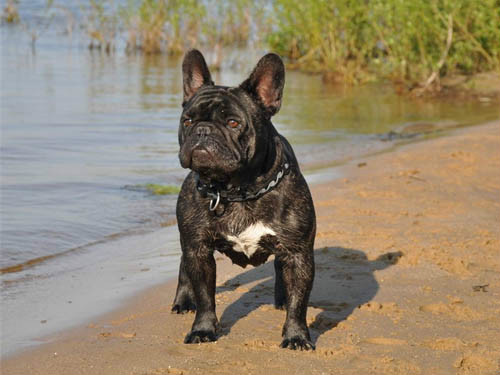Buldog francuski