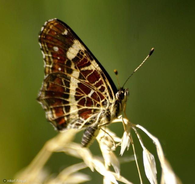 Motyl cz 1.