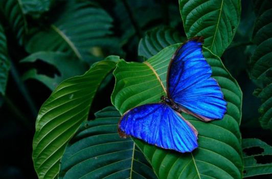 Motyl cz 2.