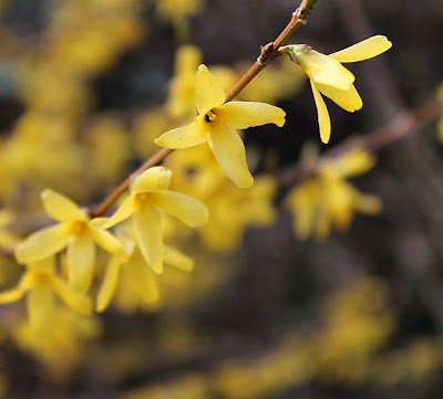 Forsycja ;D