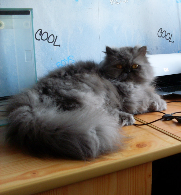 GoSY!!