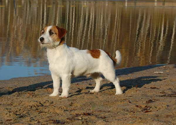 Jack russell terrier