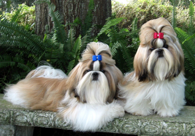 Shih tzu