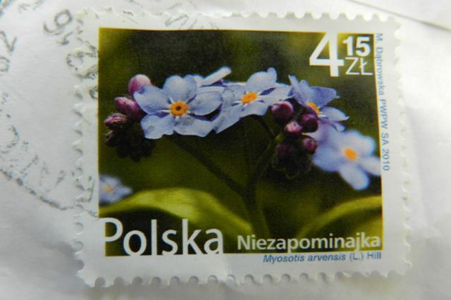 Niezapominajka - 4,15