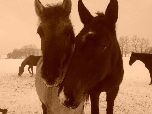 Haminek i Dalia &#9829;&
