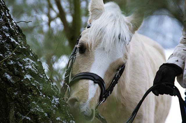 Wpis onlyhorse94