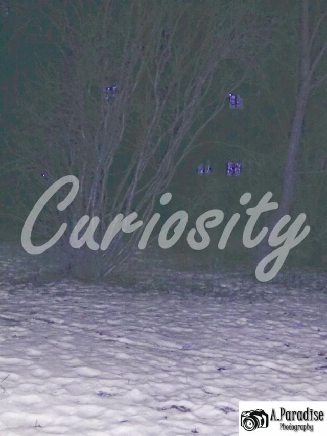 Curiosity (28)