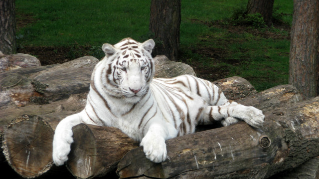 Serengeti :D
