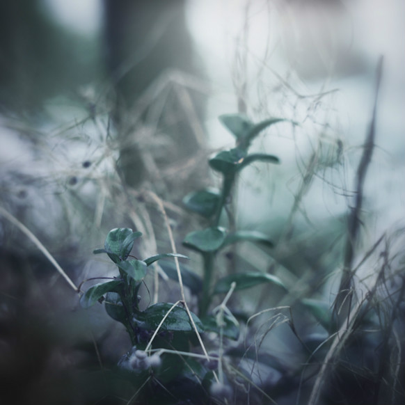 033. Nature [2]