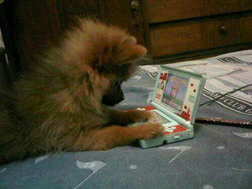 Hatchi!!