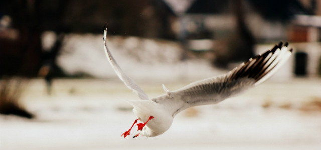 Bird...