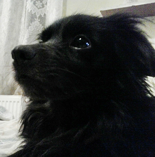 Wpis malinowadusza