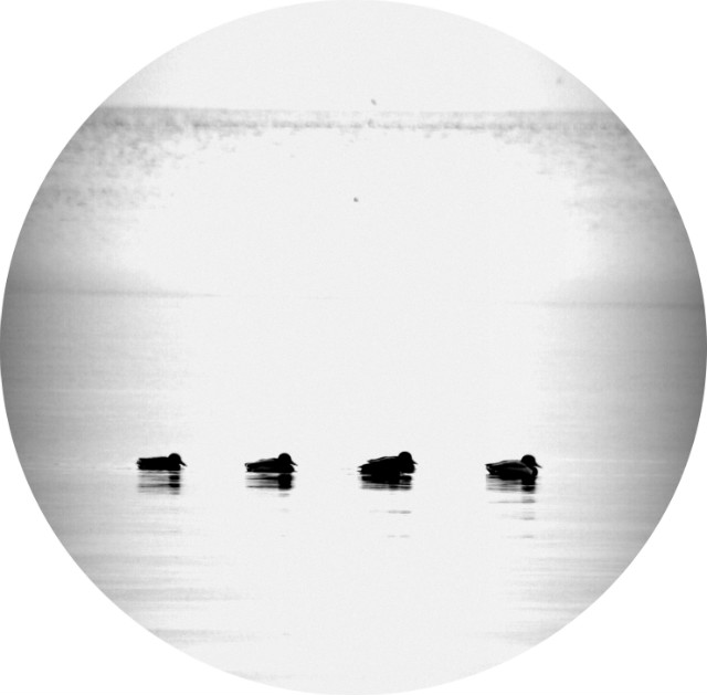 Ducks...