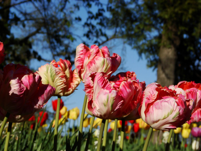 tulipany zamek acut