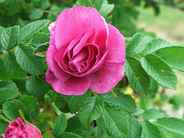 Wpis rosa6