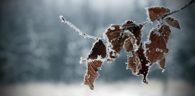 Winter Leaf