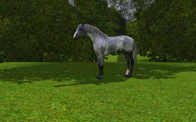 Wpis equumsims