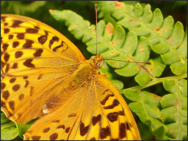 Motyl