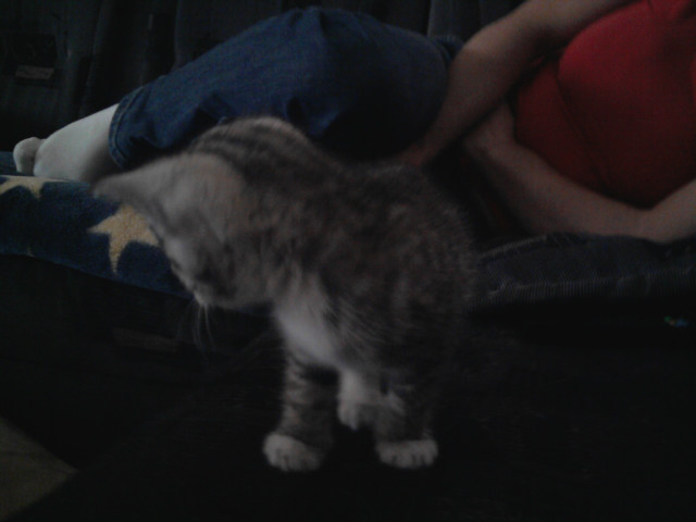 Wpis loveanimals2589