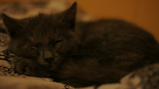 coco 